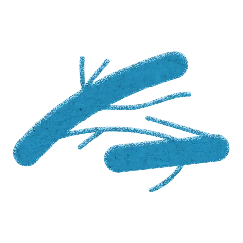 Lactobacillus acidophilus