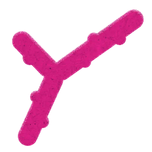 Bifidobacterium longus