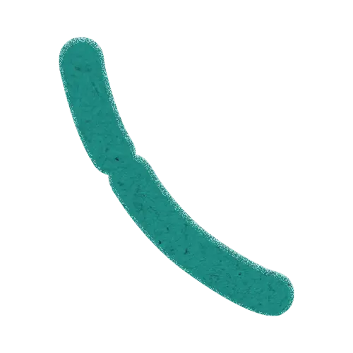 Lactobacillus bulgaricus