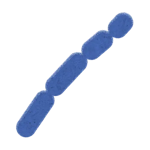 Lactobacillus paracasei