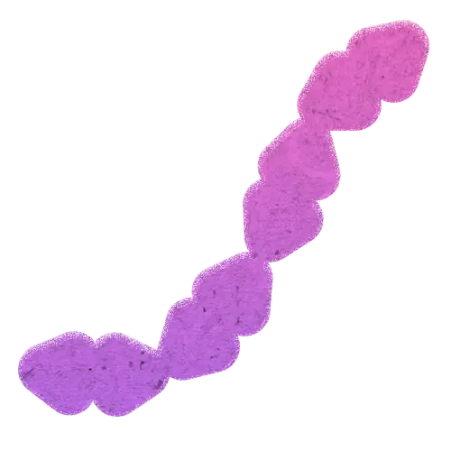 Streptococcus thermophilus